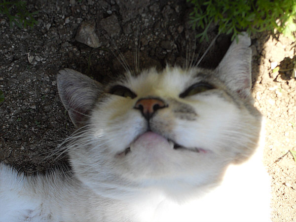 CLICK IMAGE TO SEE MORE PICTURES OF CHIBI